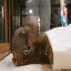 Múmia da Madrasta de Moisés é Identificada no Egito