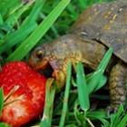 Fotos fofinhas de tartarugas se alimentando