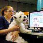Cães no ambiente de trabalho ajudam a aliviar o estresse
