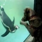 O Cão e o Pinguim, separados por um vidro