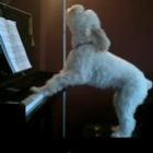 O cachorro que toca piano e canta