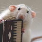 Ratos podem ser fofinhos?