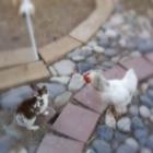 As galinhas que separam brigas