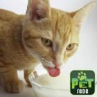 Receita de “leite artifical” para gatos
