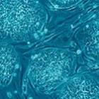 Nanopartículas ajudam a investigar células-tronco