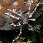 Aranhas bizarras do fundo dos mares