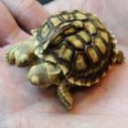 Na Eslováquia tartaruga nasce com duas cabeças e cinco patas