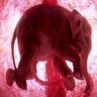 Imagens impressionantes de animais dentro do útero
