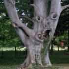 Árvore macabra vai te arrepiar até a raiz