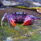 Cientistas descobrem espécie de caranguejo roxo nas Filipinas