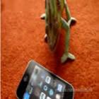 Camaleão se assusta com iphone
