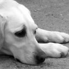 Doença que provoca diarreia em cão pode transmitir aos humanos