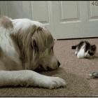 Um gato violento atacando um cachorro maior que ele!