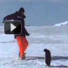 This is ANTARTIDA - Ataque Pinguim
