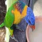 Aberta a temporada de papagaios bêbados na Austrália