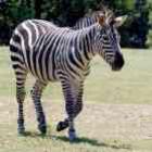 Você sabe para que servem as listas das zebras?