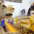 Feira de pet shops tem lançamento de cerveja canina