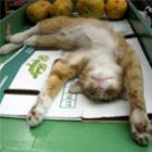 Gatos folgados no Supermercado