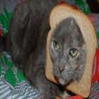  'Breading': a nova moda na web mistura fatias de pão e gatinhos. Confira