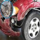 Pit bulls destroem carro atrás de gatinho escondido dentro do motor