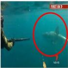 Mergulhadores dão de cara com tubarão branco