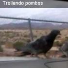 Trollando pombos