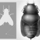 Incrível, estudo mostra que a menor mosca do mundo decapita formigas