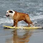 Cachorro que gosta de surf e de snowboard