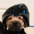 Dog Vader…
