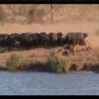 Vídeo emocionante que mostra a união dos bufalos para salvar um filhote do bando