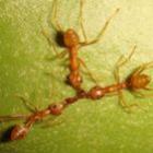 Pesquisa revela que as formigas têm uma rede social semelhante ao Facebook