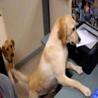 Cachorro vira secretário em clínica veterinária. Assista o vídeo!