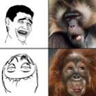 Memes e Os Macacos
