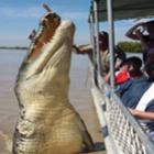 Crocodilo de mais de 5 metros é “Pescado” por Australiano