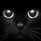 Os Gatos pretos em lindas fotografias