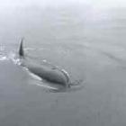 Orca imitando o barulho de motor de barco. Parece criança brincando na água.