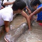 Peixe de 1,7 metro é capturado em rio no Vietnã
