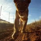 A leoa que gostou da câmera