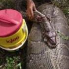 Cobra é flagrada logo após comer veado adulto de 34,5 kg na Flórida