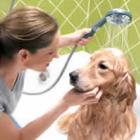 Aprenda a dar o banho perfeito no seu cão