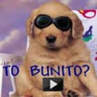 Uma super compilação de cassetadas e vídeos engraçados com cachorros