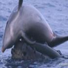 Golfinhos e baleias brincam nas águas hawaianas
