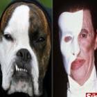 Cão é adotado por se parecer com Fantasma da Ópera