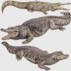 Você sabe qual é a diferença entre um jacaré e um crocodilo?