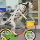 O cachorro que anda de bicicleta do Japão
