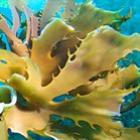 Cientistas criam biocombustível com algas marinhas