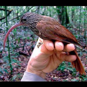 Novas aves: Maior descoberta da ornitologia brasileira em 140 anos