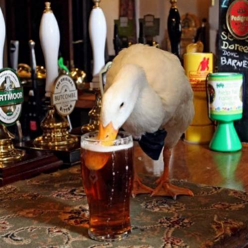 Animais bebendo cerveja