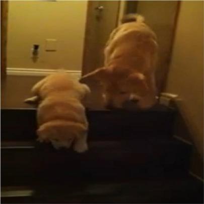 Cachorro Ensina Filhote a Descer Escadas (Vídeo)