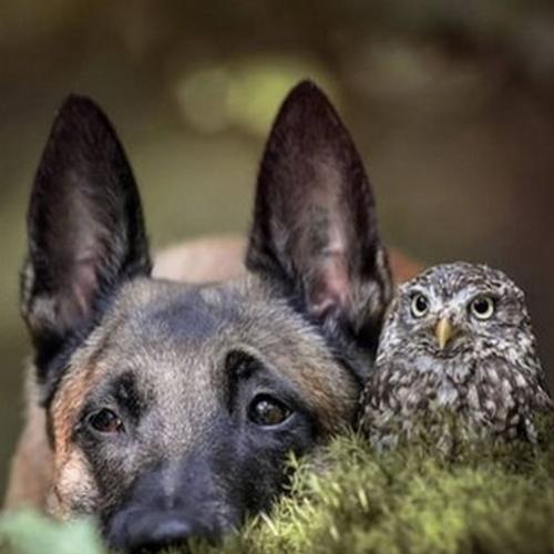 A incrível amizade de um cachorro e uma coruja